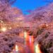 【夜桜ライトアップ2015】東京編③～目黒川：４０万球のLEDと桜の競演